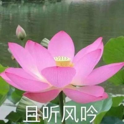 2024WTT重庆冠军赛男单1/16决赛：樊振东3-0李尚洙